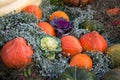 Pumpkin varieties Rossiyanka bright orange with decorative cabbage on the background of hay. Food, vegetables, agriculture Royalty Free Stock Photo