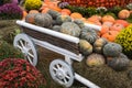 Pumpkin varieties Toad green on a white cart. Food, vegetables, agriculture