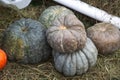 Pumpkin varieties Toad green on a white cart. Food, vegetables, agriculture