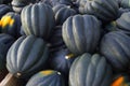 Pumpkin variety squash green organic agriculture harvest thanksgiving