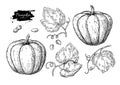 Pumpkin vector drawing set. Isolated hand drawn object with slic