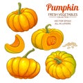 Pumpkin vector set