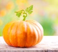 Pumpkin vegetable Royalty Free Stock Photo