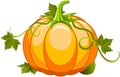 Pumpkin Vegetable Fruit