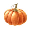 Pumpkin vegetable side view. Watercolor illustration. Hand drawn orange autumn pumpkin. Thanksgiving garden single