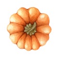 Pumpkin vegetable upper view. Watercolor illustration. Hand drawn orange autumn pumpkin. Thanksgiving garden single