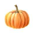 Pumpkin vegetable. Watercolor illustration. Hand drawn orange autumn pumpkin side view. Thanksgiving harvest single