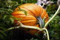 Pumpkin on Vine Royalty Free Stock Photo