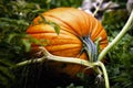 Pumpkin on Vine