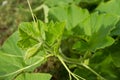 Pumpkin vine Royalty Free Stock Photo