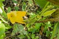 Pumpkin Vine with Blossom Royalty Free Stock Photo