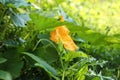 Pumpkin vine with flower and green leaves in garden Royalty Free Stock Photo