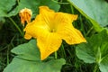 Pumpkin vine with flower and green leaves Royalty Free Stock Photo