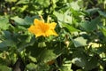 Pumpkin vine with flower and green leaves Royalty Free Stock Photo