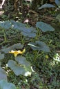 Pumpkin vine with flower growing Royalty Free Stock Photo