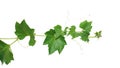 Pumpkin vine with green leaves and tendrils isolated on white background, clipping path included Royalty Free Stock Photo