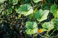 Pumpkin vine with leaves and yellow fruit flowers. Indian Organic Garden Royalty Free Stock Photo