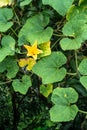 Pumpkin vine with leaves and yellow fruit flowers. Indian Organic Garden Royalty Free Stock Photo