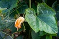 Pumpkin vine with leaves and yellow fruit flowers. Indian Organic Garden Royalty Free Stock Photo