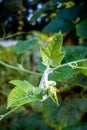 Pumpkin vine with leaves and yellow fruit flowers. Indian Organic Garden Royalty Free Stock Photo