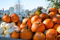 Pumpkin wagon in October sunshine Royalty Free Stock Photo