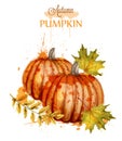 Pumpkin watercolor autumn background Vector. Fall season painted style illustrations