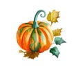 Pumpkin watercolor. Scottish. Vector illustration