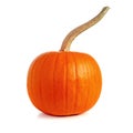 Pumpkin on white background