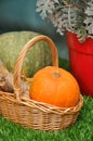 Pumpkin in a wicker basket on the green grass Royalty Free Stock Photo