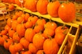 Pumpkin Winter Squash Crop Harvest