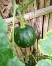 The Pumpkin & x28;Cucurbita moschata& x29; in popular in both Western and Eastern communities