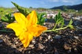 Pumpkin yellow flower Royalty Free Stock Photo