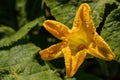 Pumpkin yellow flower Royalty Free Stock Photo