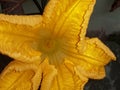 Pumpkin yellow flower or kumda phul Royalty Free Stock Photo
