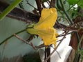 Pumpkin yellow flower or kumda phul