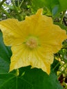 Pumpkin yellow flower leaves bell