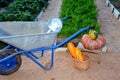 Pumpkin, zucchini in a basket are near the garden cart. The harvest in the fall