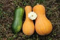 Pumpkin, zucchini - garden vegetables