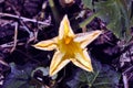 Pumpkin or zucchini plant growing in black earth, leaves and big yellow flower Royalty Free Stock Photo