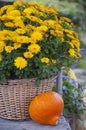 Pumpking and flowers Royalty Free Stock Photo