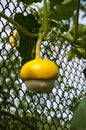 pumpking vegetable in garden. oranic vegetable pumpkin. harvest of gourd