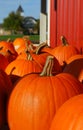 Pumpkins