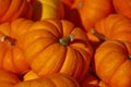 Pumpkins Royalty Free Stock Photo