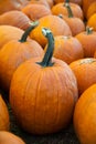Pumpkins Royalty Free Stock Photo