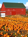 Pumpkins. Royalty Free Stock Photo