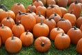 Pumpkins Royalty Free Stock Photo