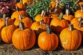 Pumpkins Royalty Free Stock Photo
