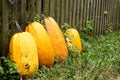 Pumpkins