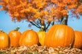 Pumpkins against autumn trees Royalty Free Stock Photo
