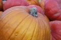 Pumpkin close-up